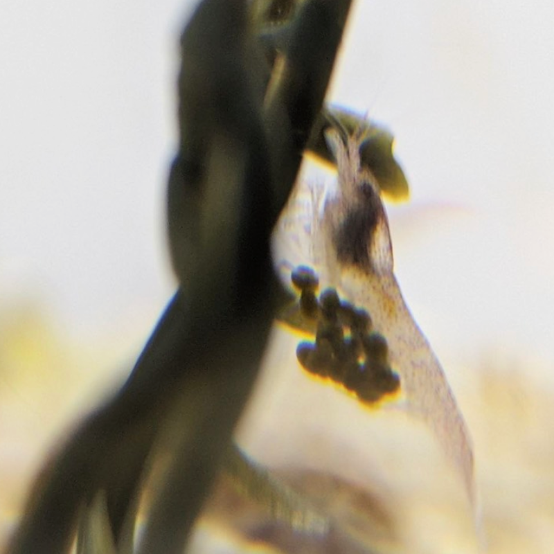 Икра у креветки