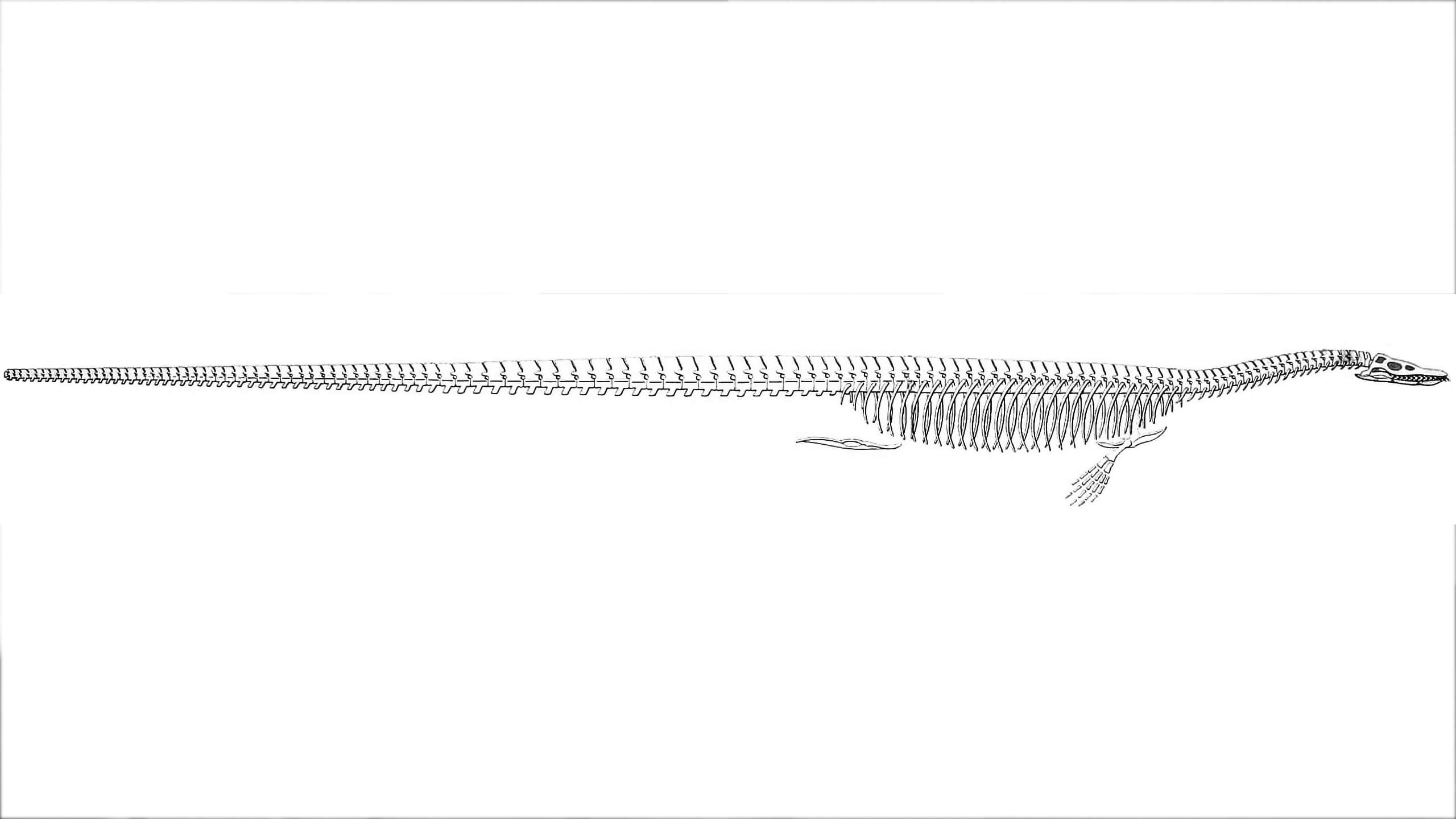 Elasmosaurus