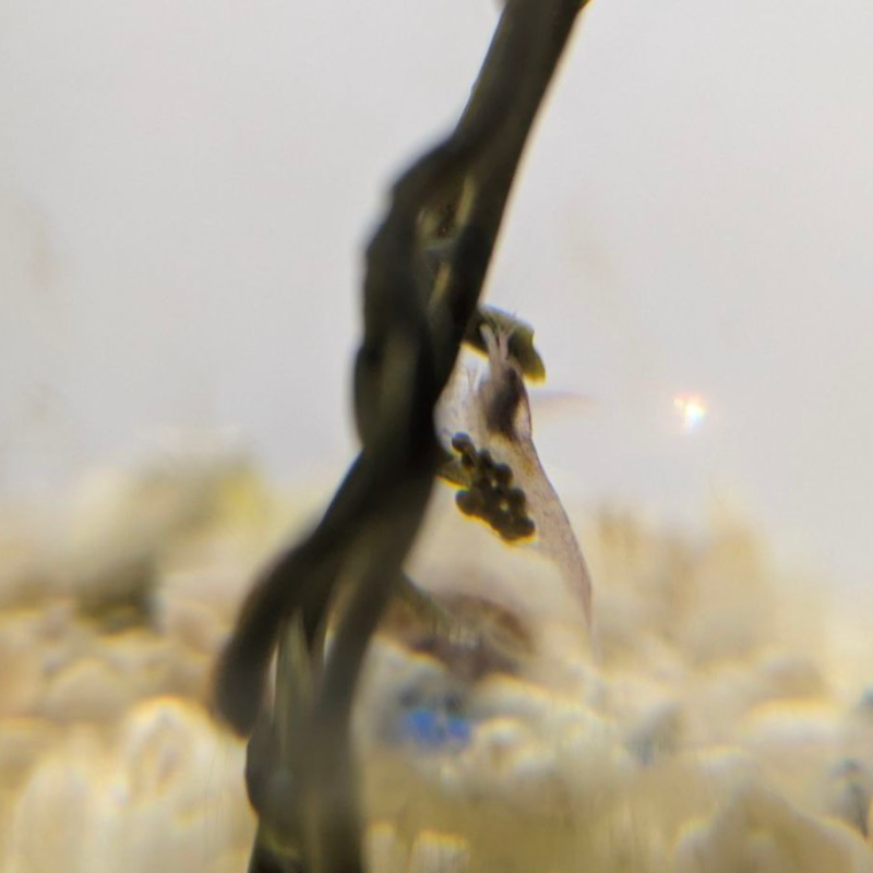 Креветка с икрой 1