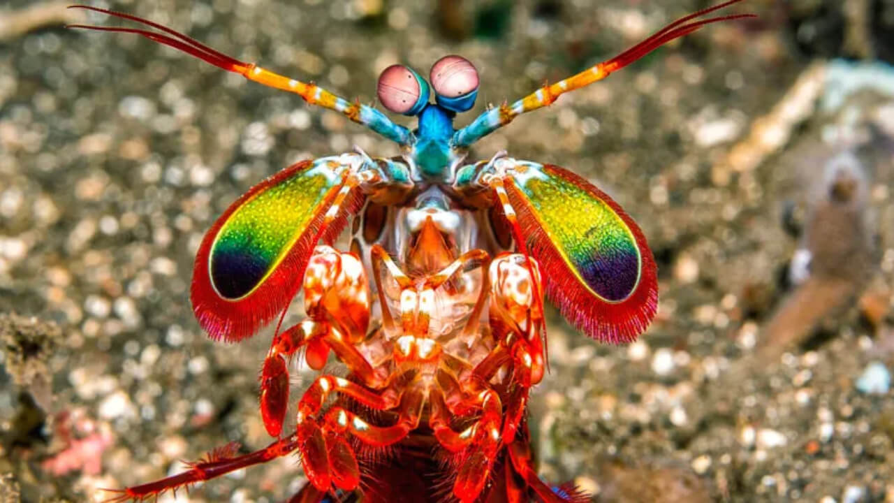 mantis shrimp