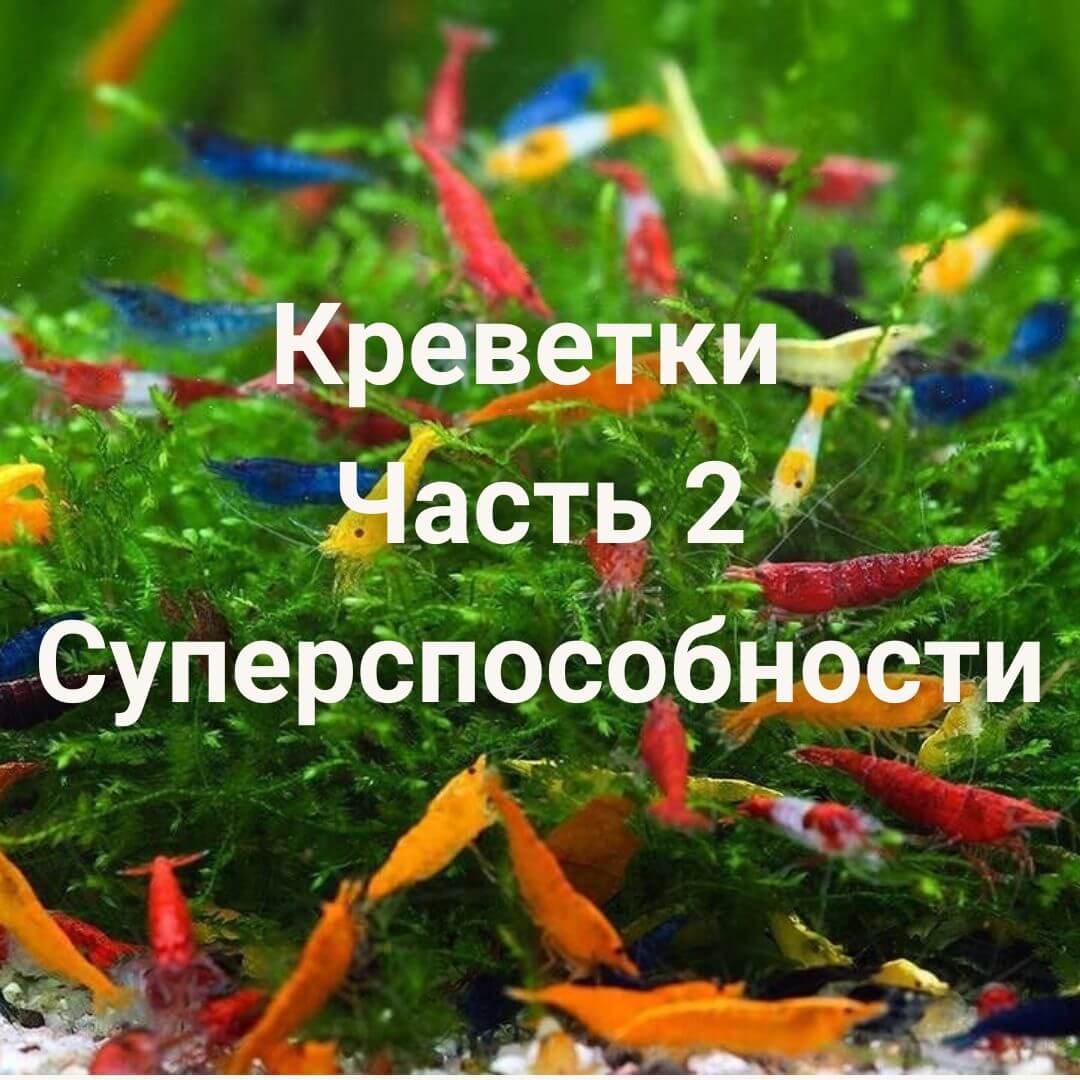 суперспособности креветок